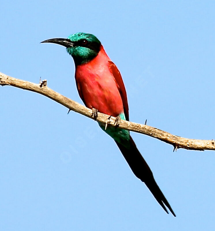 Northern Carmine Bee-eater