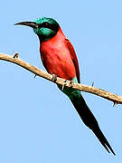 Northern Carmine Bee-eater