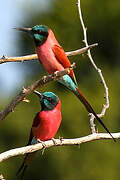 Northern Carmine Bee-eater