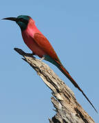 Northern Carmine Bee-eater