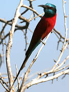 Northern Carmine Bee-eater