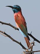 Northern Carmine Bee-eater