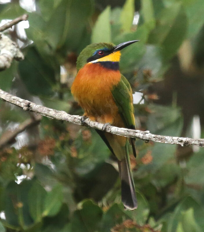 Guêpier montagnard