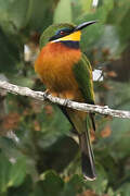 Cinnamon-chested Bee-eater