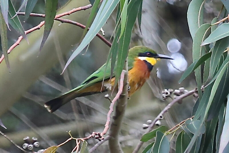 Cinnamon-chested Bee-eater