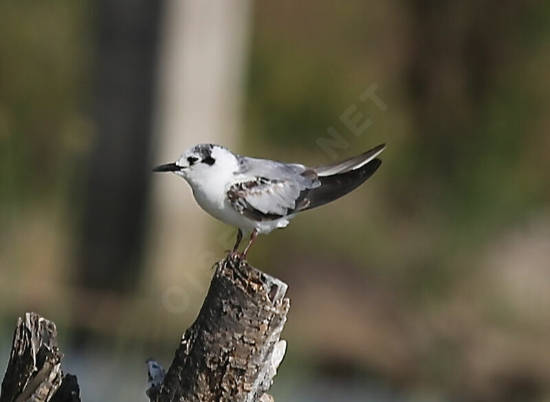 White-winged Tern