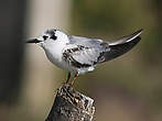 Guifette leucoptère