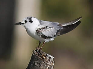 Guifette leucoptère