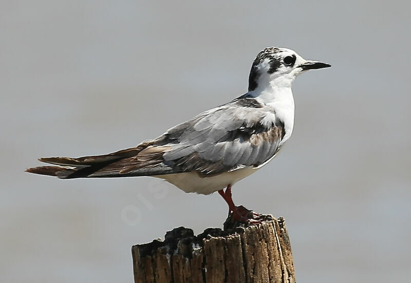 White-winged Tern