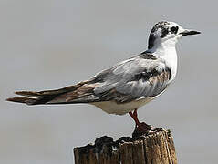 White-winged Tern