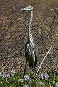 Goliath Heron