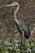 Goliath Heron