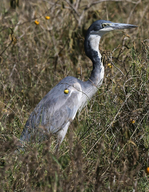 Black-headed Heron