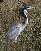 Black-headed Heron