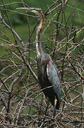 Purple Heron