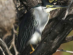 Striated Heron