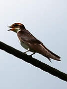 Grey-rumped Swallow