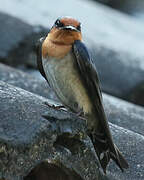 Pacific Swallow