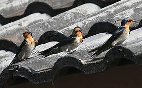 Pacific Swallow