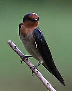 Pacific Swallow