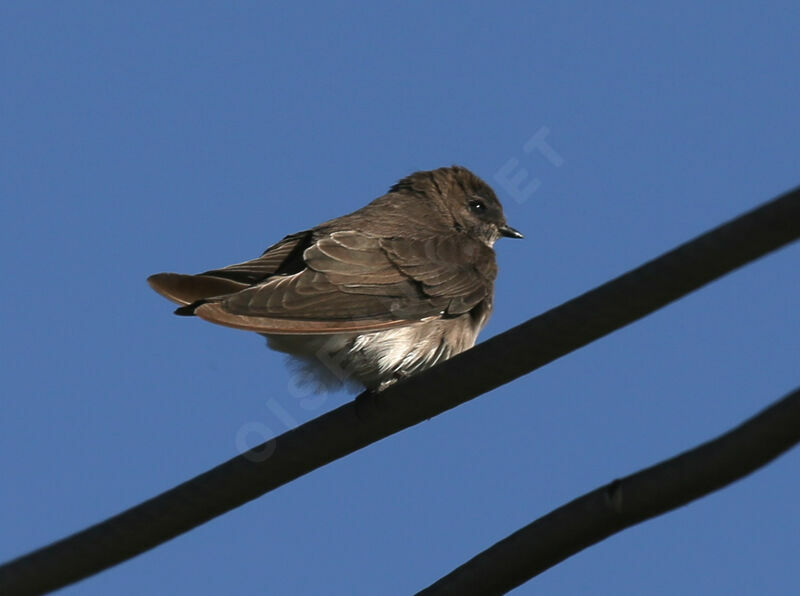 Brown-throated Martin