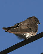 Brown-throated Martin