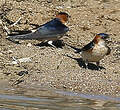 Hirondelle rousseline