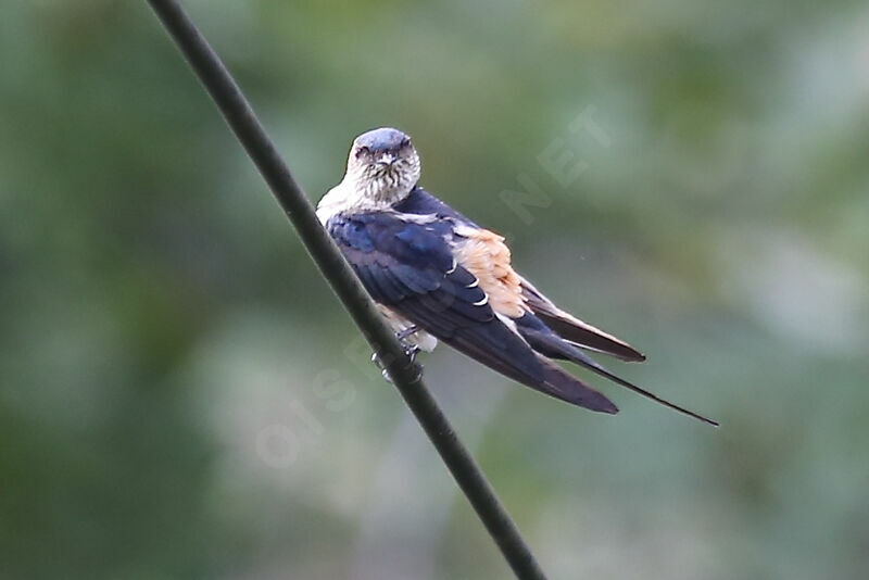 Striated Swallow