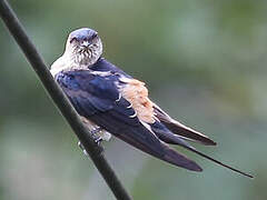 Eastern Red-rumped Swallow