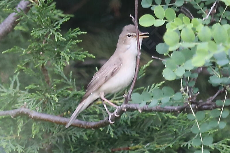 Eastern Olivaceous Warbler