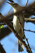 Eastern Olivaceous Warbler