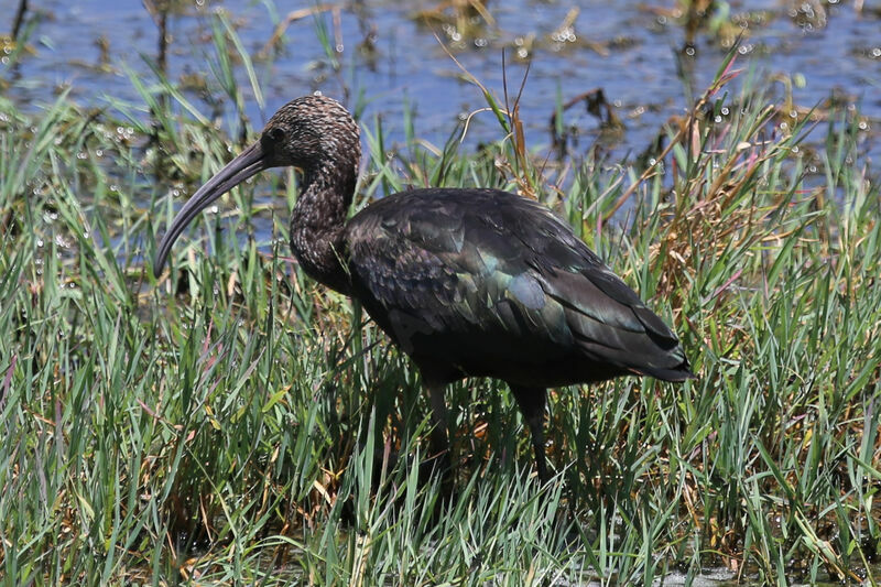 Glossy Ibis