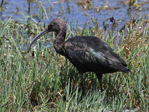 Ibis falcinelle