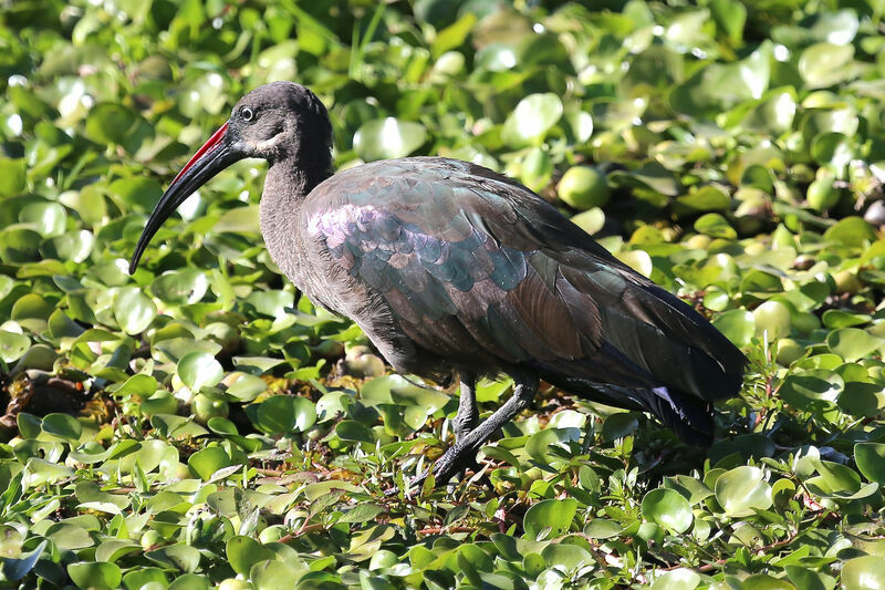 Hadada Ibis