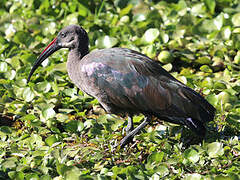 Hadada Ibis