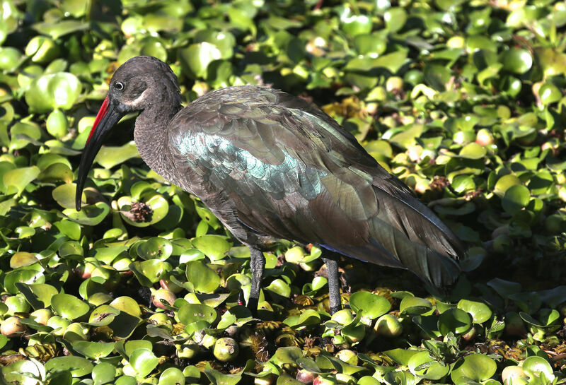 Hadada Ibis