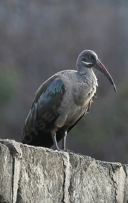 Hadada Ibis