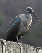 Hadada Ibis