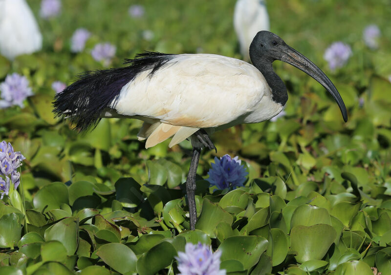 African Sacred Ibis