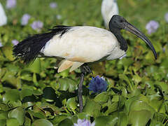 African Sacred Ibis