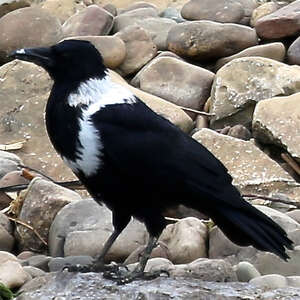 Corbeau à collier