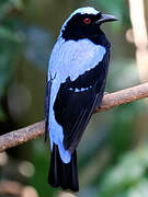 Asian Fairy-bluebird