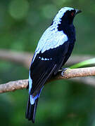 Asian Fairy-bluebird