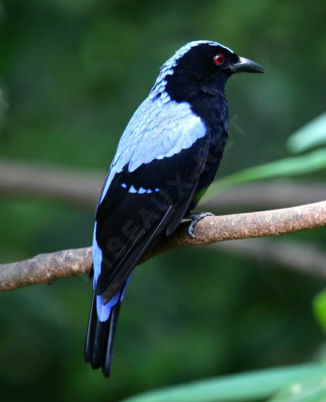 Asian Fairy-bluebird