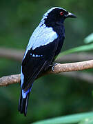 Asian Fairy-bluebird