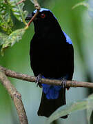 Asian Fairy-bluebird