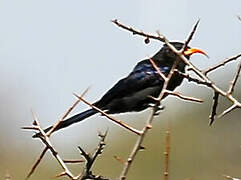 Abyssinian Scimitarbill