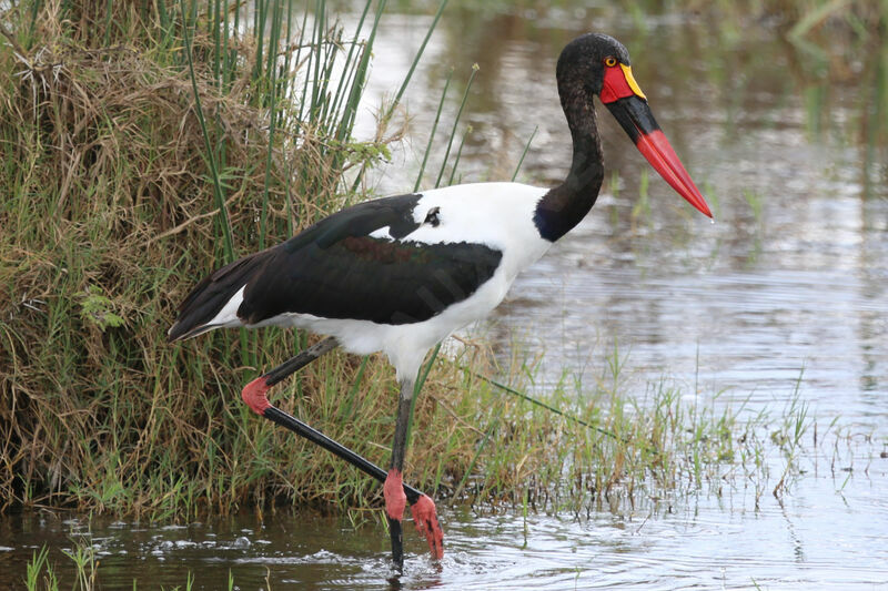 Saddle-billed Stork