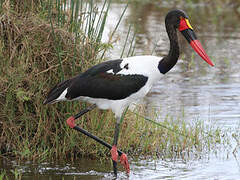 Saddle-billed Stork