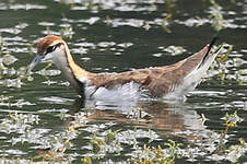 Jacana à longue queue